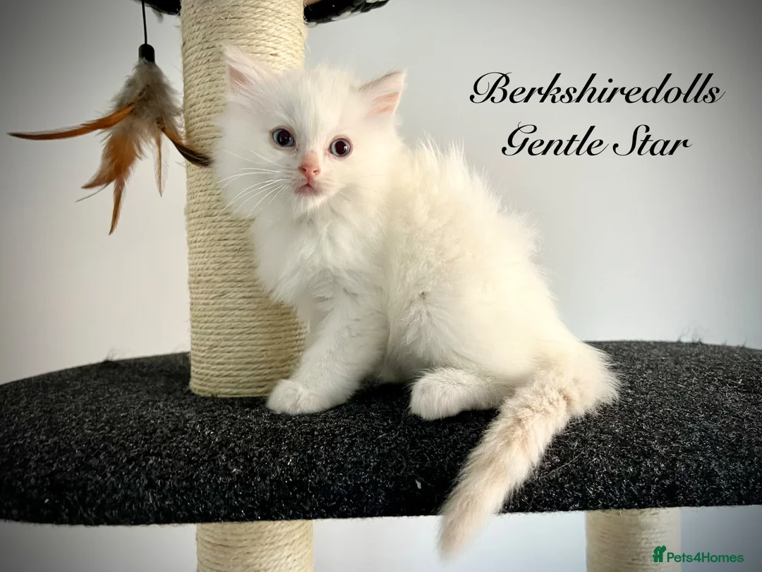 Ragdoll cats for sale: Last three ragdoll kittens! Don’t miss out! - Advert 32