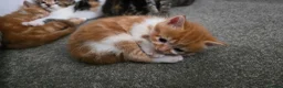 Domestic Shorthair cats for sale: 5 beautiful kittens - Advert 11