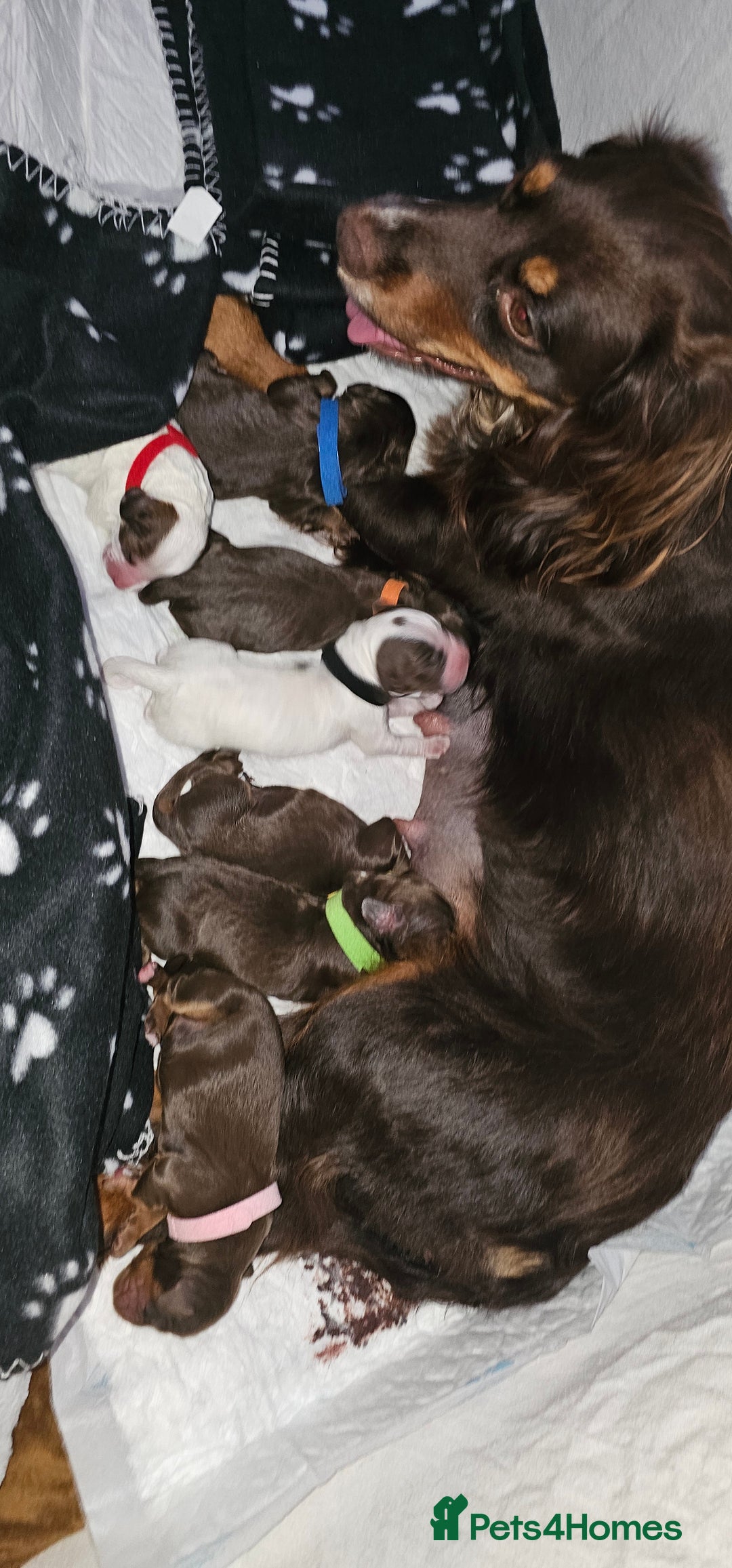 Cocker Spaniel dogs for sale: Cocker Spaniels - Image 16