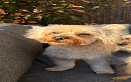 Yorkiepoo dogs for stud: Yorkiepoo STUD - Image 4