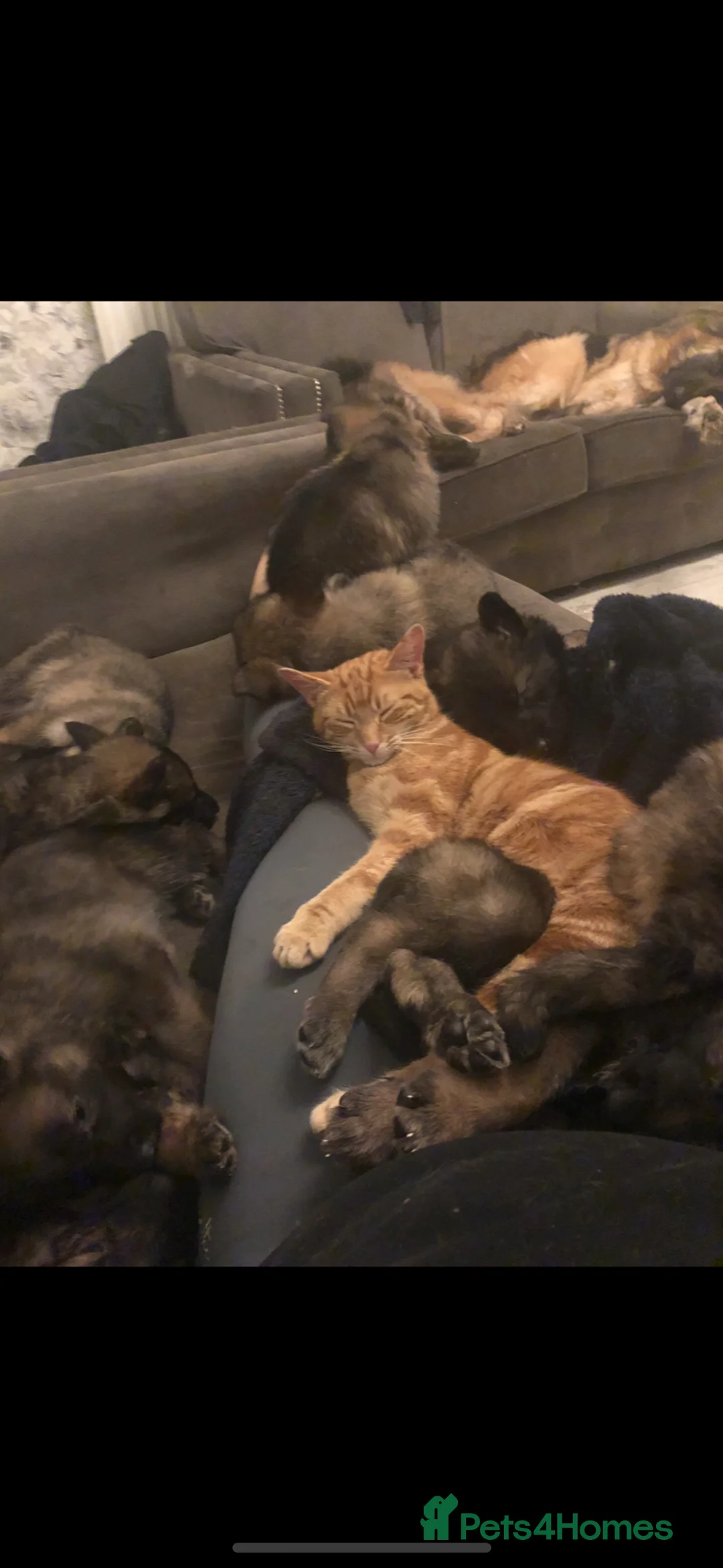 Mixed Breed cats for sale: Female ginger kittens - Advert 2