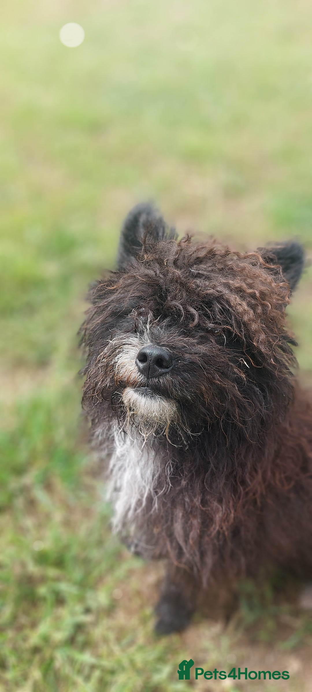 Poodle dogs for stud: Miniature poodle x norwich terrier - Image 20