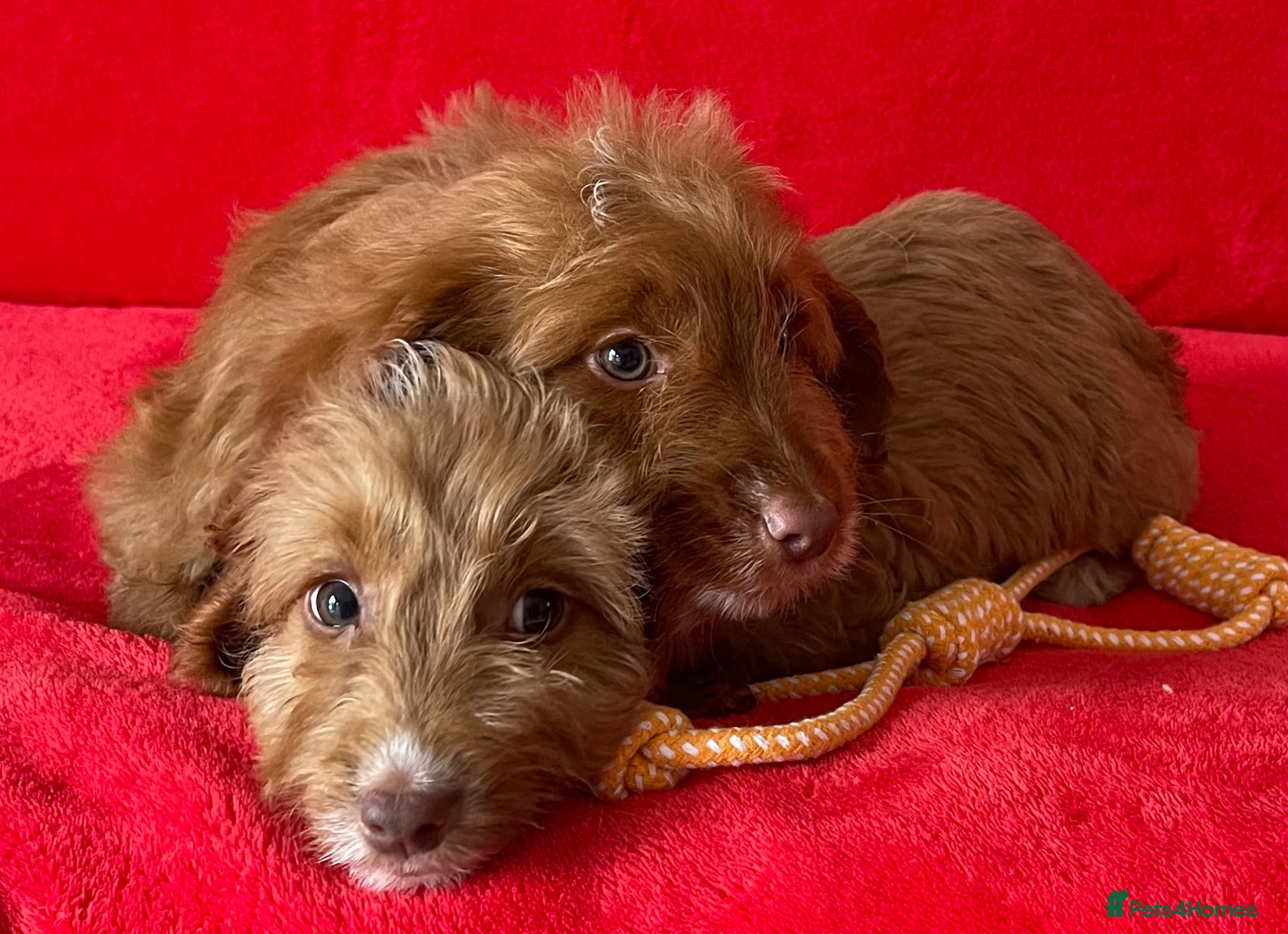 Cockapoo dogs Beautiful F1 cockerpoo pups NOW READY - Advert 2