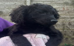 Cockapoo dogs for sale: F2B Cockapoo Puppies - Image 3