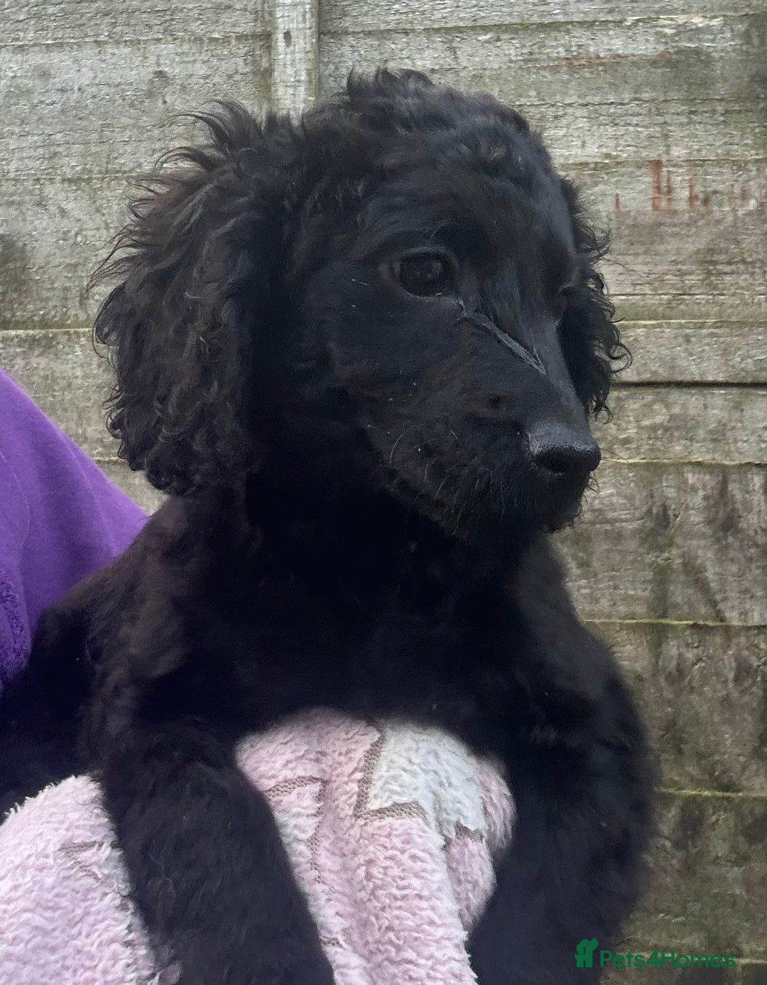 Cockapoo dogs for sale: F2B Cockapoo Puppies - Image 3