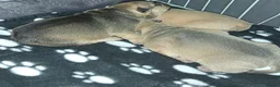 Mixed Breed dogs for sale: Bullpei puppies - Advert 7