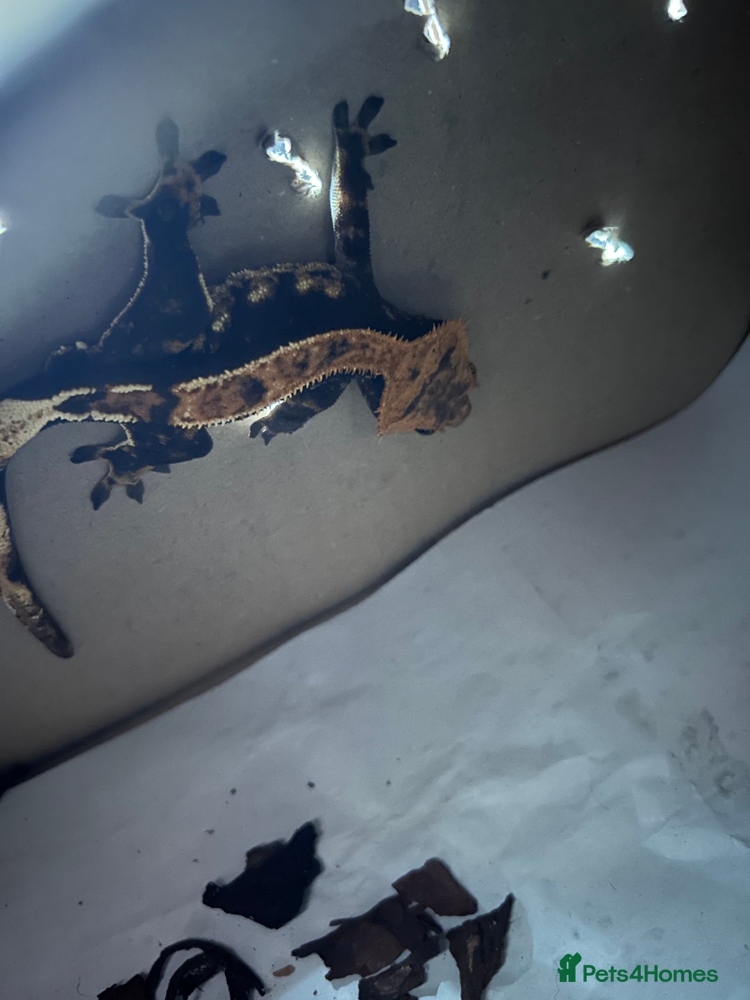 Gecko reptiles for sale: Crested Gecko  - Advert 10