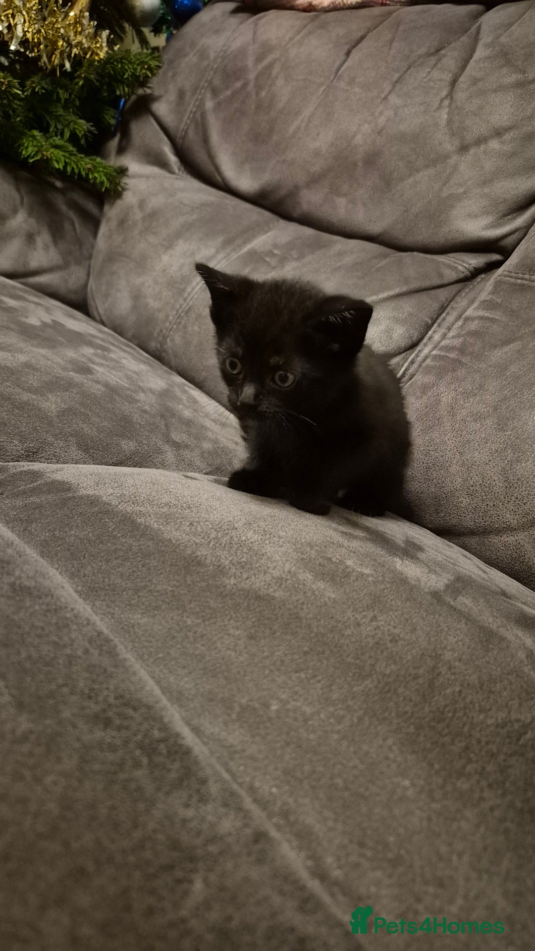 Mixed Breed cats for sale: Kittens  - Advert 7