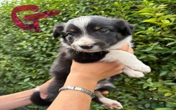 Border Collie dogs for sale: Border collie puppies ** Ready to Leave ** - Image 12