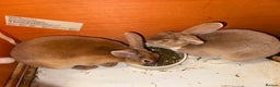 Rex rabbits for sale: 2 female Rex rabbit for sale - Advert 1