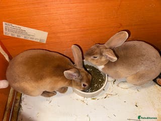 Rex rabbits 2 female Rex rabbit for sale - Advert 11