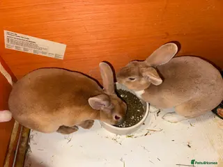 Rex rabbits 2 female Rex rabbit for sale - Advert 14