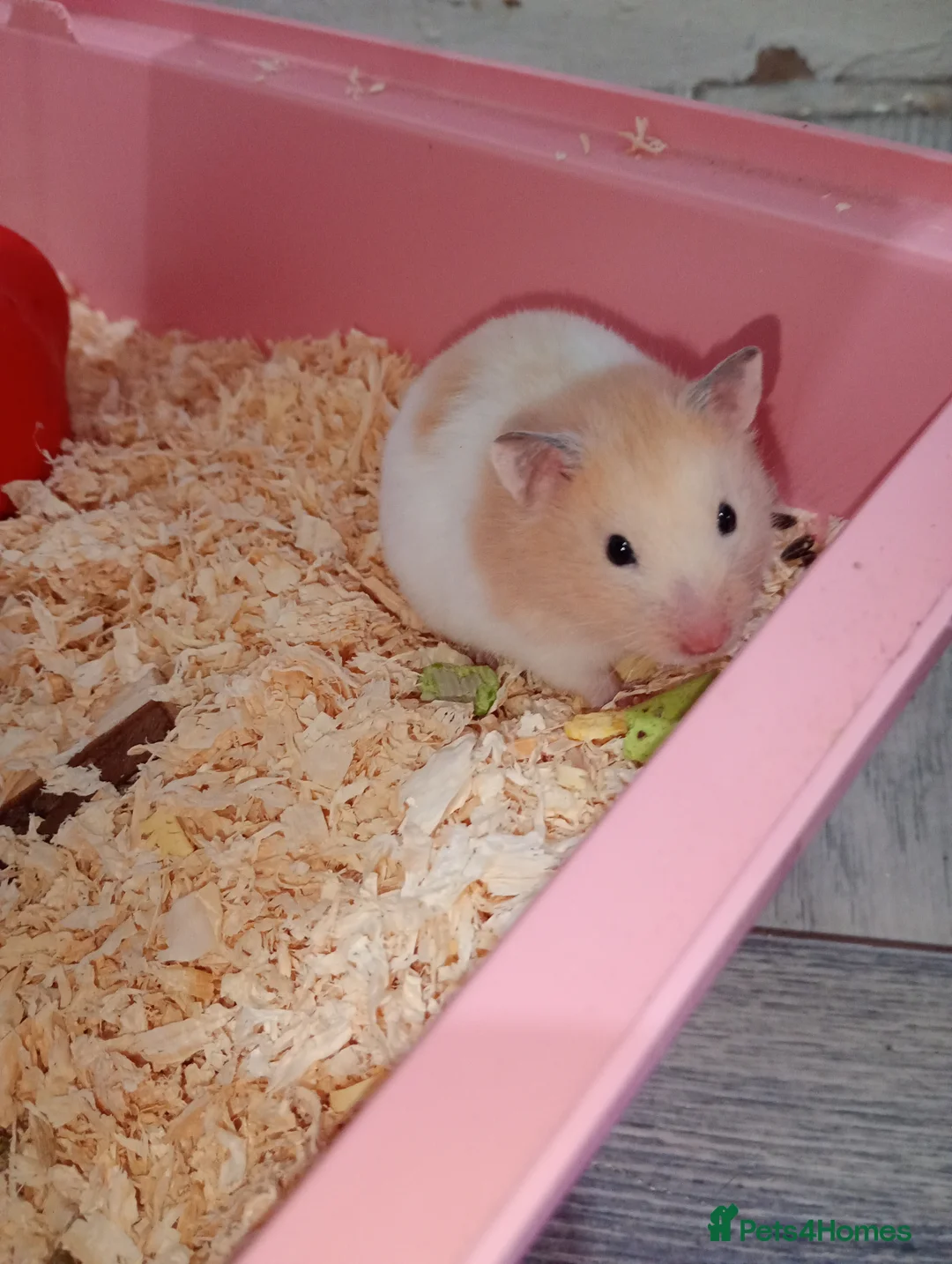 Hamster rodents for sale: Baby hamster and cage for sale  - Advert 1