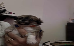 Chihuahua dogs for sale: Chiuahua Puppies - Advert 3