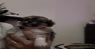 Chihuahua dogs Chiuahua Puppies - Advert 5