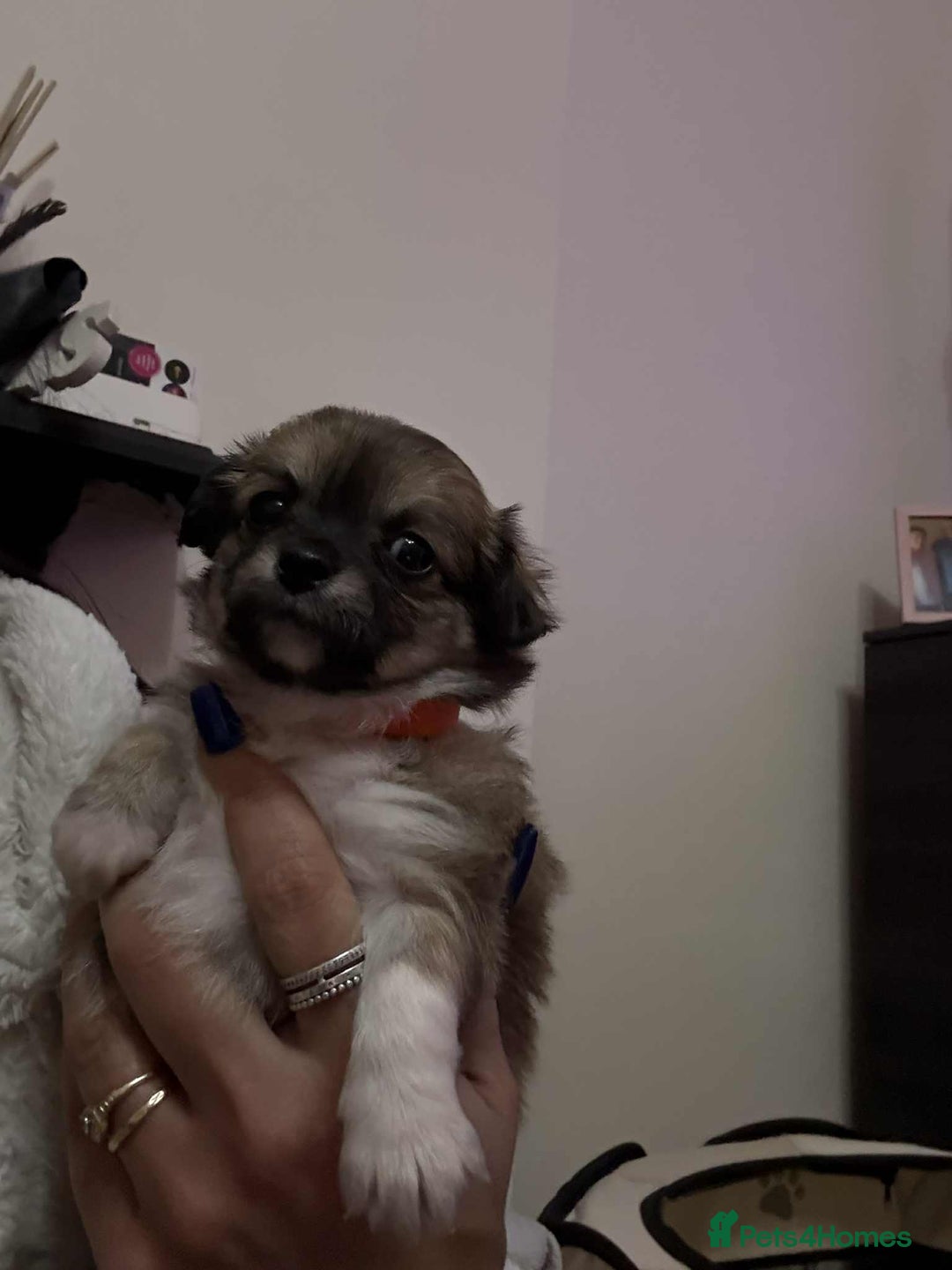 Chihuahua dogs for sale: Chiuahua Puppies - Advert 3