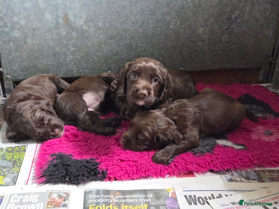 Sprocker dogs for sale: 6 beautiful Sprockers for sale - Image 13