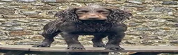Cocker Spaniel dogs for sale: Cocker spaniel puppies  - Advert 4
