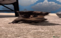 Domestic Shorthair cats for sale: 4 beautiful kittens  - Image 6