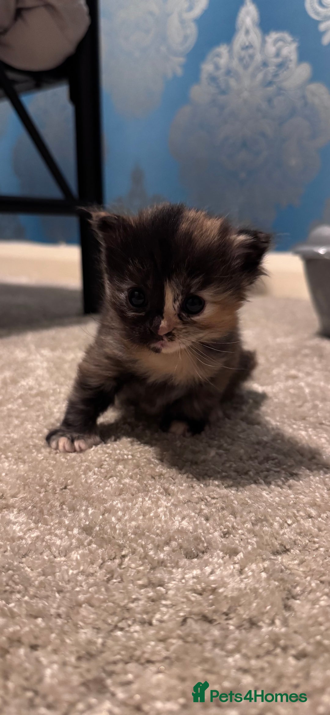 Domestic Shorthair cats for sale: 4 beautiful kittens  - Image 6