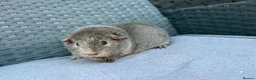 Guinea Pig rodents for sale: Sows mixed ages & breeds - Advert 15