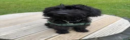 Labradoodle dogs for sale: Miniature Labradoodle in Nelson - Advert 8