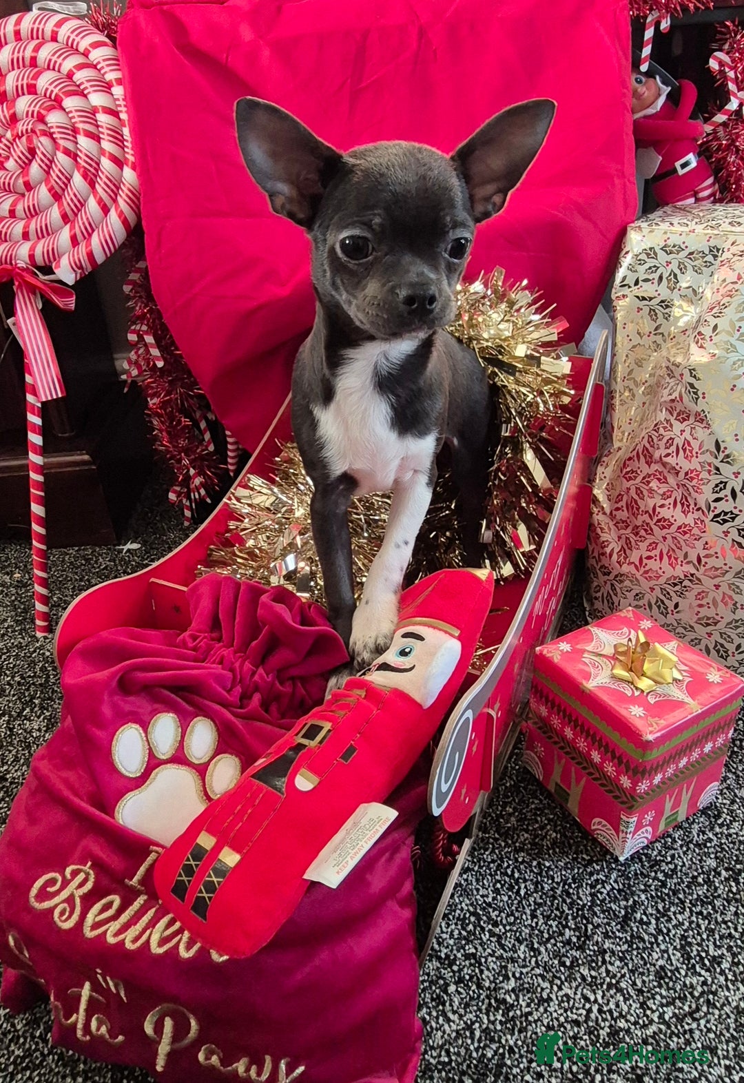 Chihuahua dogs for sale: ❤️KC Blue Chihuahua Puppy Ready Now Vaccinated ❤️ - Advert 2