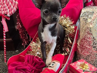 Chihuahua dogs ❤️KC Blue Chihuahua Puppy Ready Now Vaccinated - Advert 16