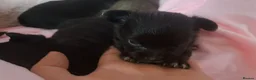 Chihuahua dogs for sale: Long Coat Chihuahua puppies - Advert 3