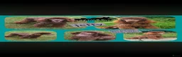Cockapoo dogs for sale: F1 cockapoo - Advert 2