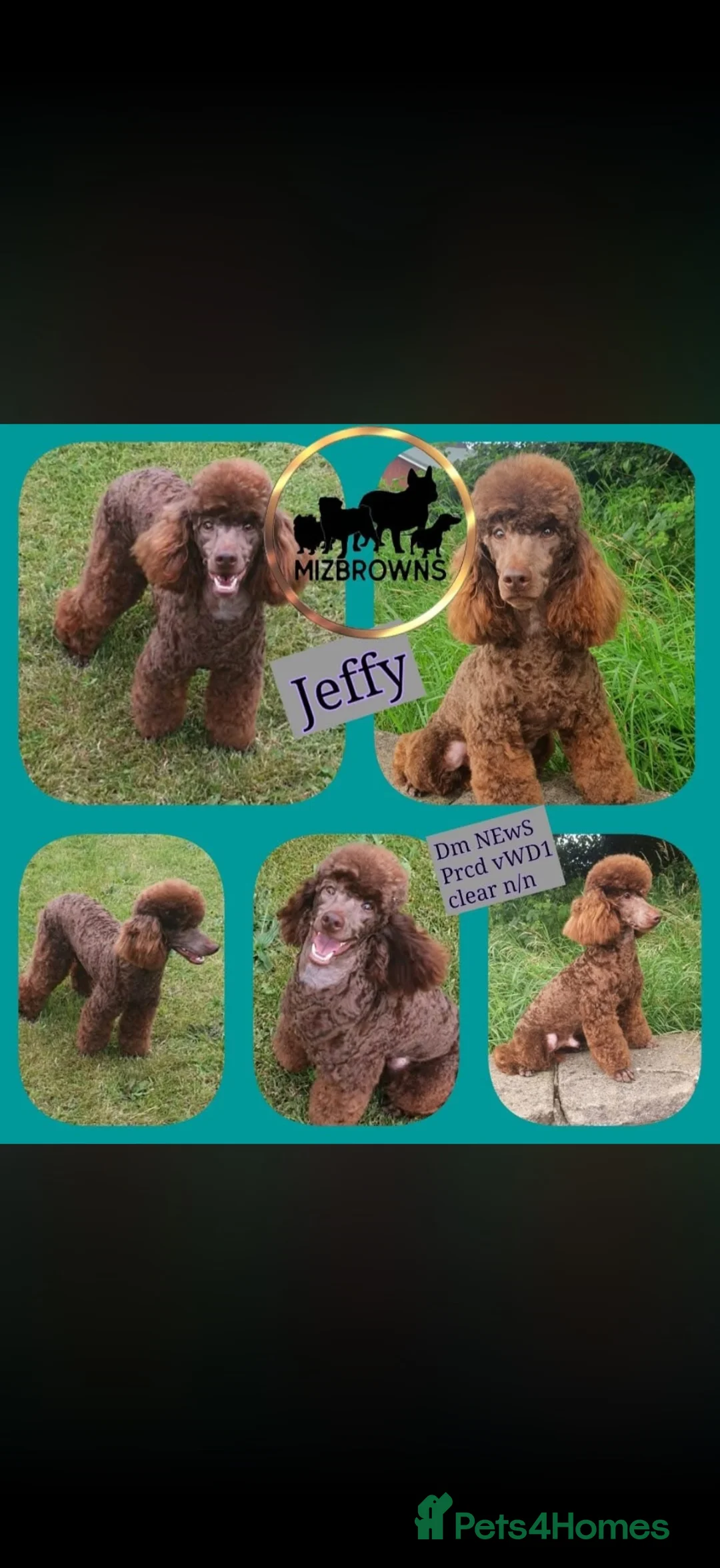 Cockapoo dogs for sale: F1 cockapoo - Advert 2