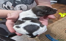 Sproodle dogs for sale: F1 Parti Sproodles 💥 REDUCED 💥 LAST TWO MALES 💥 in Kidderminster - Image 21