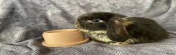 Mini Lop rabbits for sale: Mini lops ready to reserve  - Advert 3