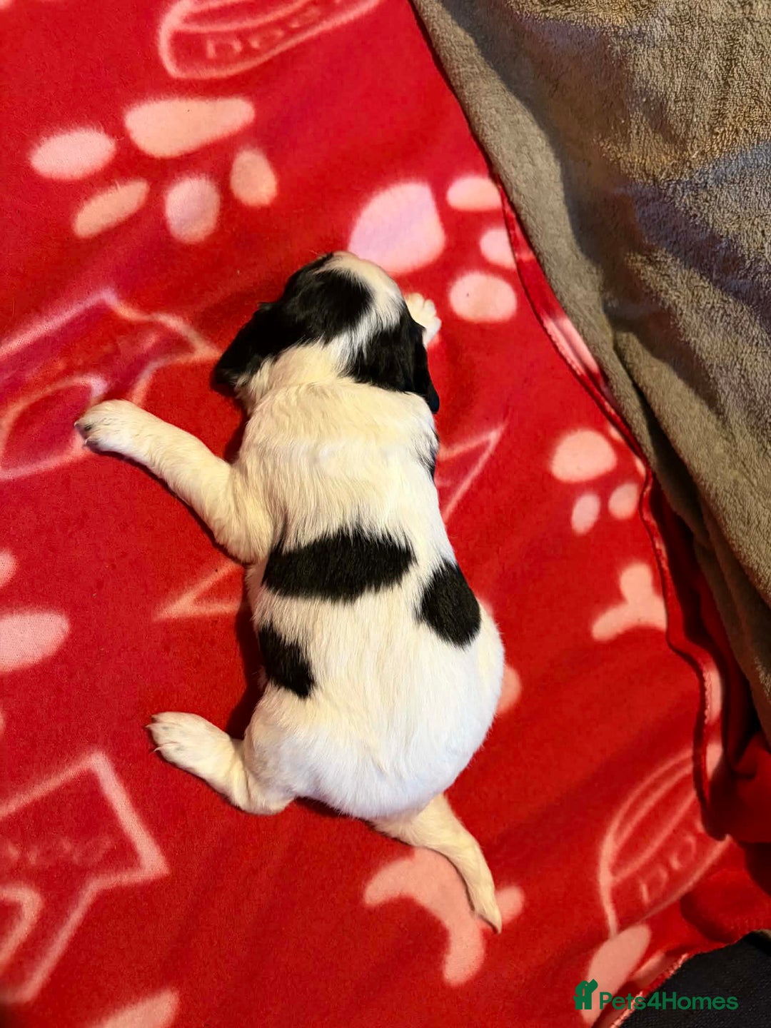 Cockapoo dogs for sale: Stunning health tested F1b toy cockapoos - Advert 5