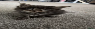 Moe
