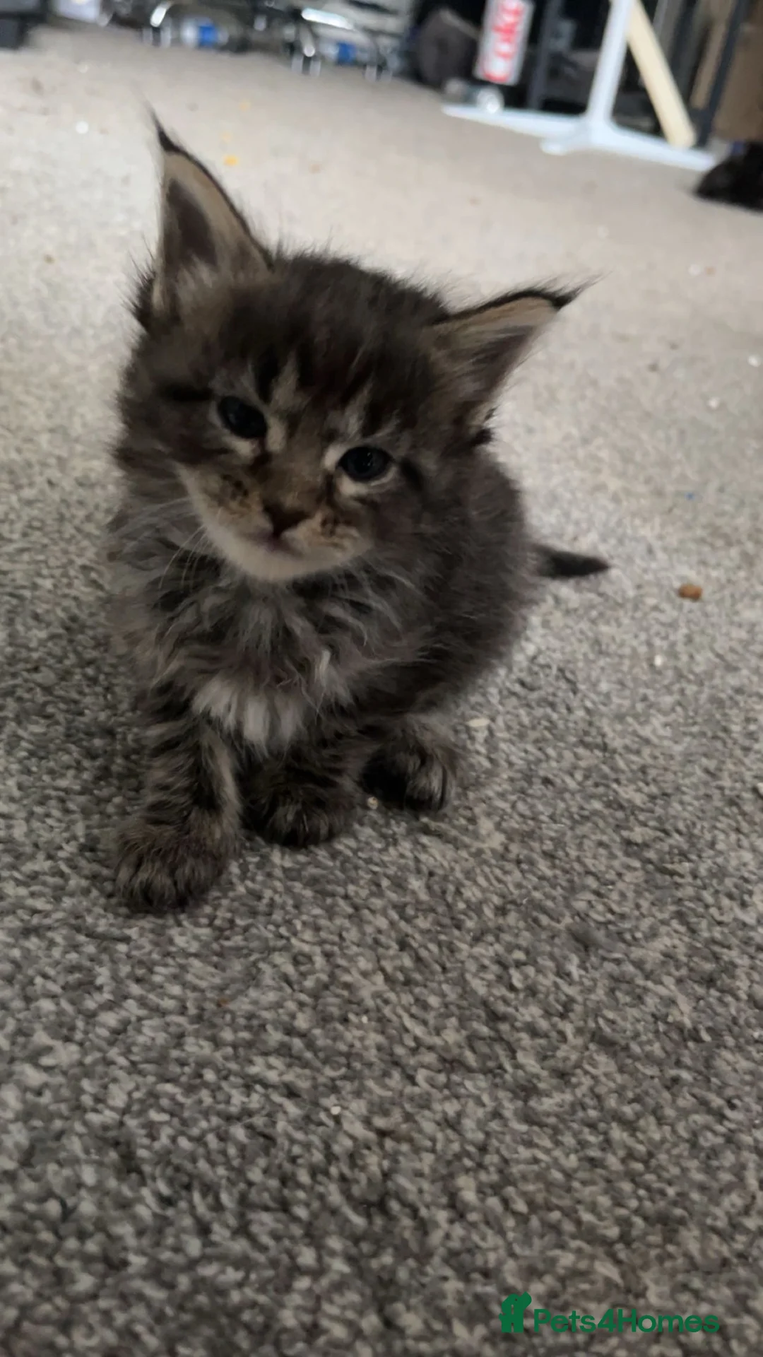 Maine Coon cats for sale: Pedigree Maine coons - Advert 18