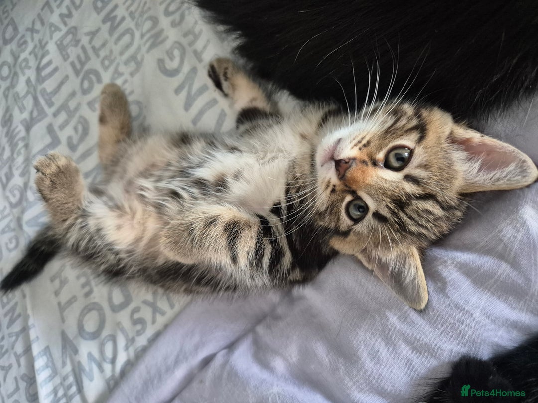 Mixed Breed cats for sale: 4 lovly kittens - Image 6