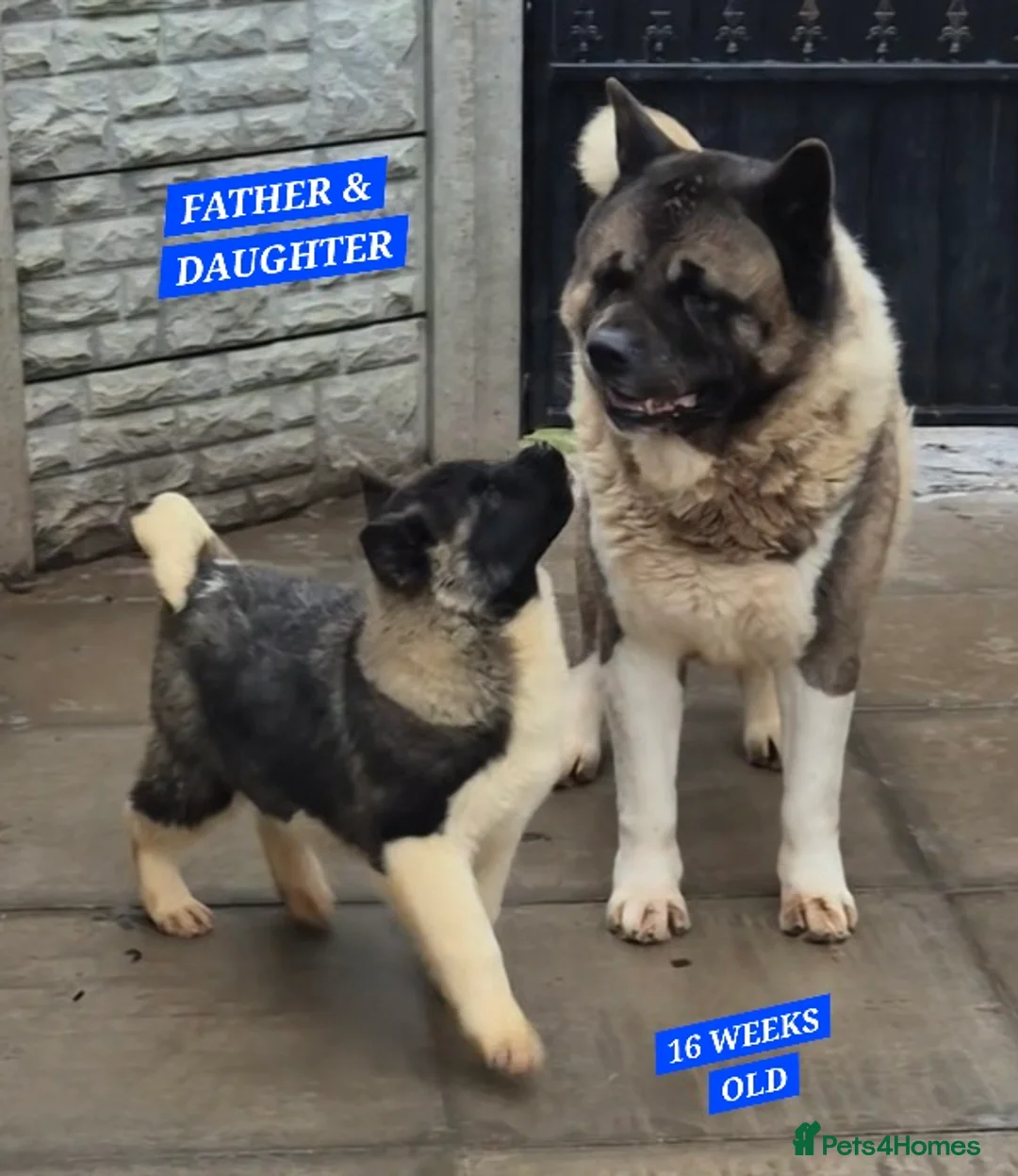 Akita dogs for sale: AMERICAN AKITA FEMALES BLACK MASK BEARS - Advert 1