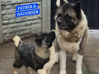 Akita dogs AMERICAN AKITA BLACK MASK BEARS - Advert 4