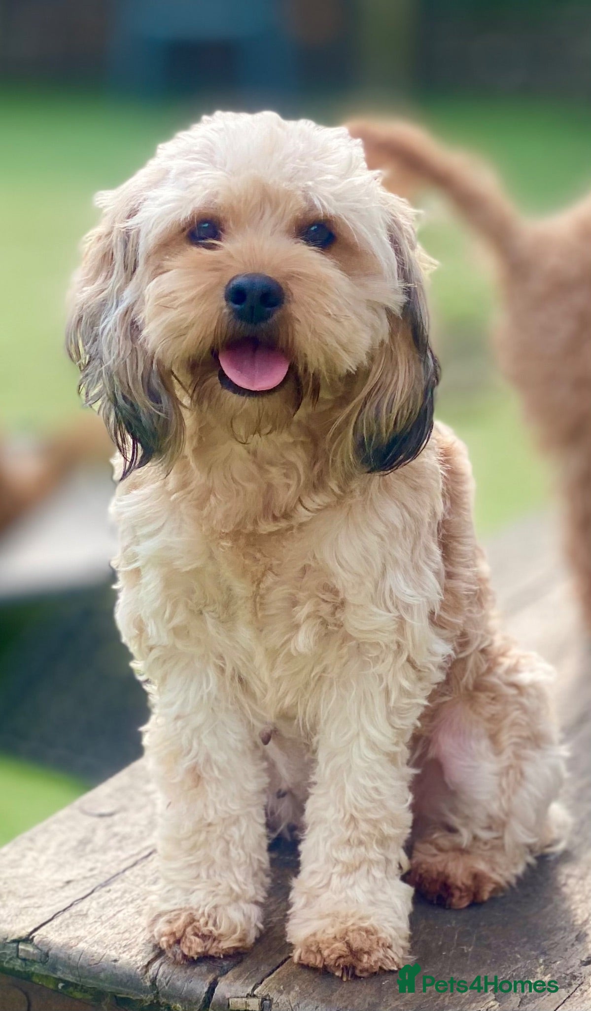 Cavapoo dogs Cottage Cavapoo puppies 5* Council reg’d  - Advert 2