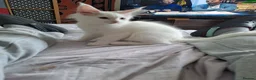 Maine Coon cats for sale: Maine Coon Kittens for Sale - Advert 20
