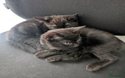 Mixed Breed cats for sale: Lovely Black kittens - Image 3