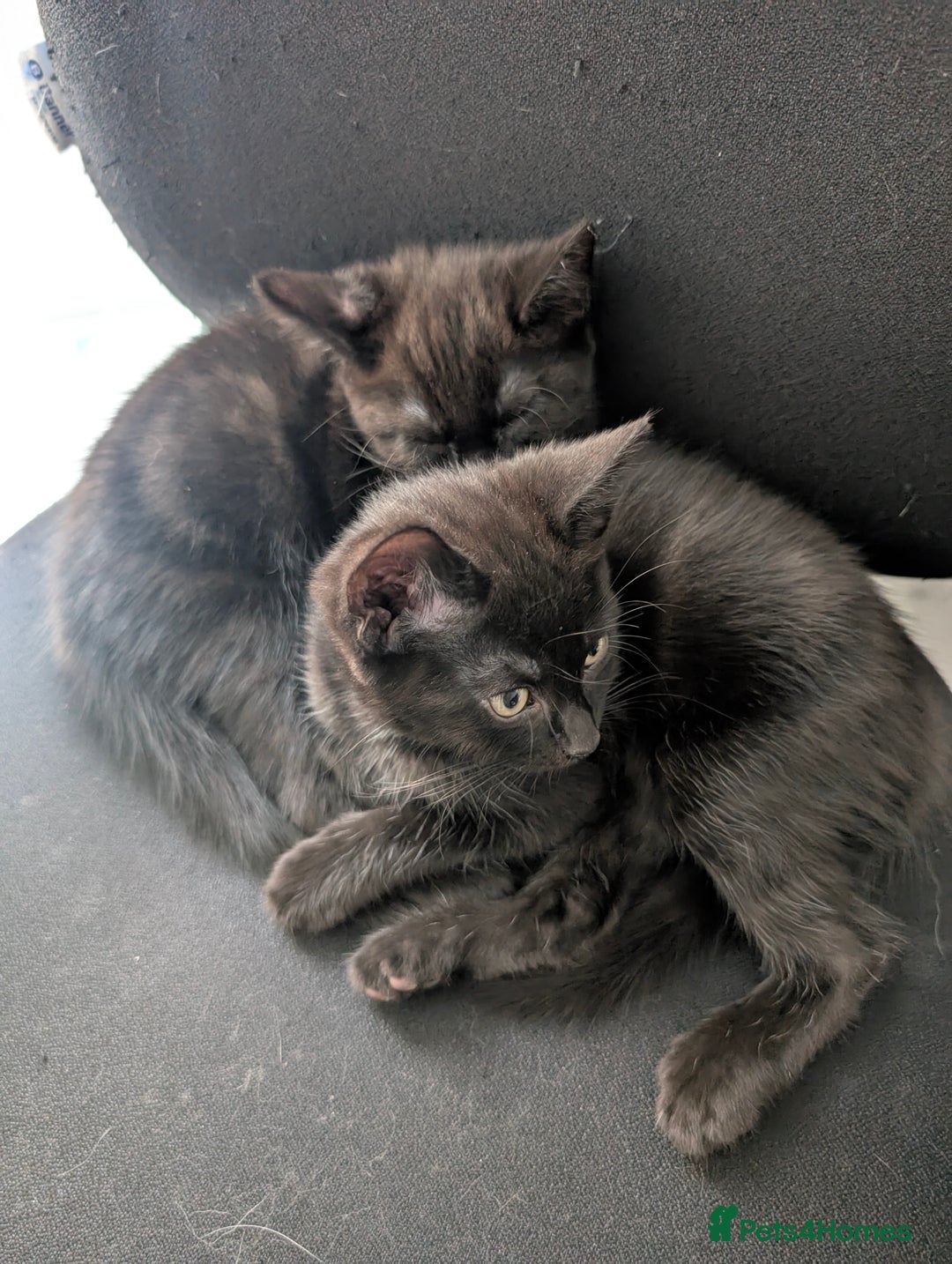 Mixed Breed cats for sale: Lovely Black kittens - Image 3