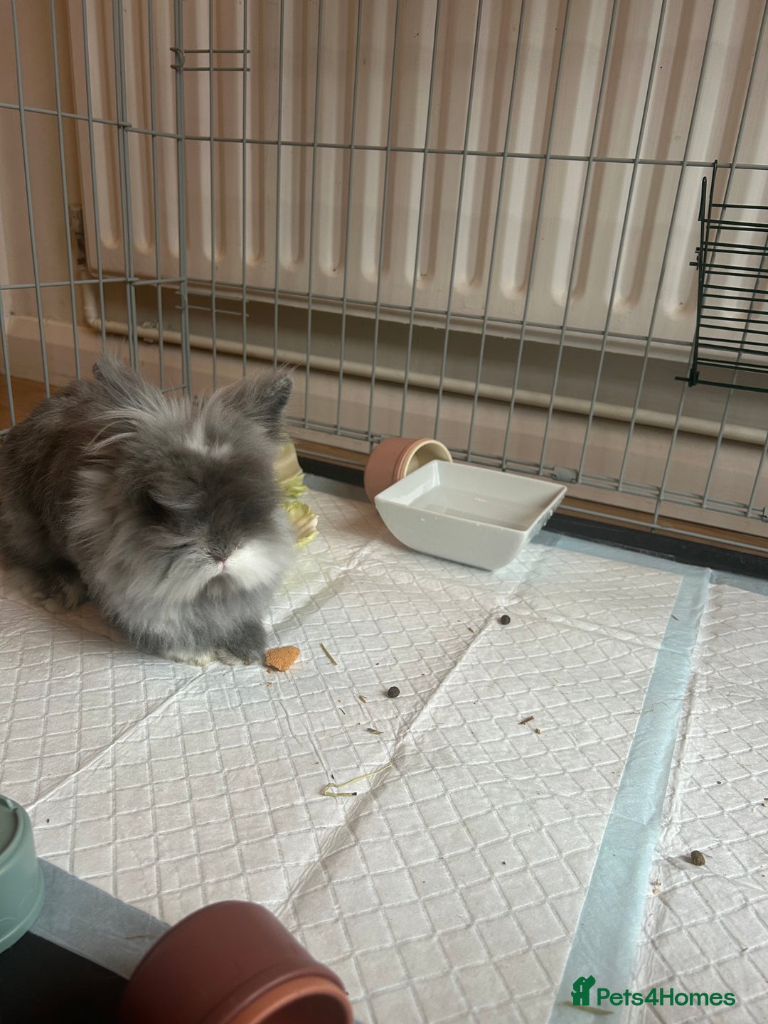 Lionhead rabbits for sale: Bonded pair of rabbits.  - Image 3