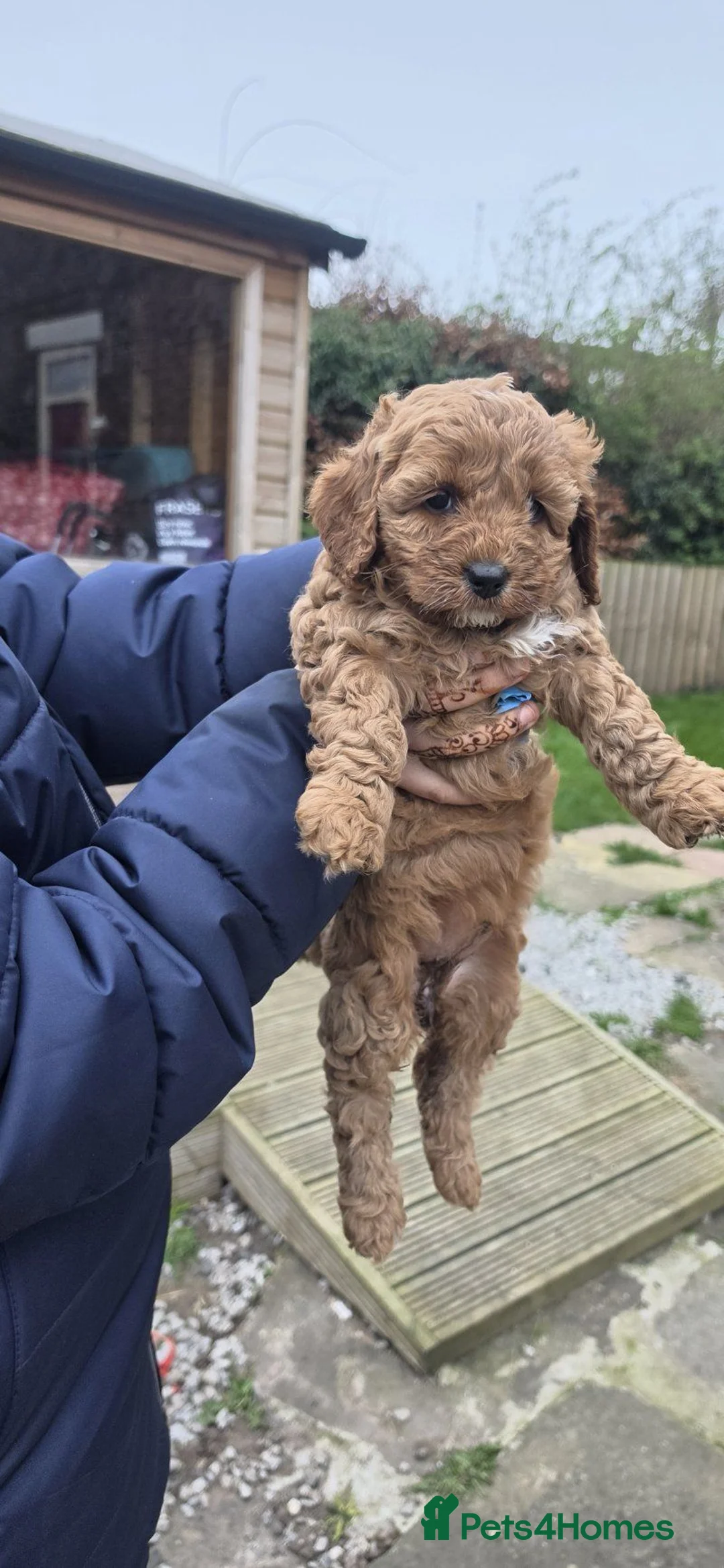 Cockapoo dogs for sale: My beautiful girl had a beautiful litter - Advert 2