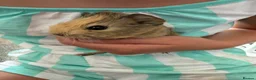 Guinea Pig rodents for sale: Guinea Pig babies  - Advert 4