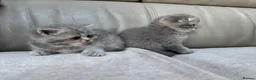 Scottish Fold cats for sale: Tica Scottish fold kittens - Advert 36