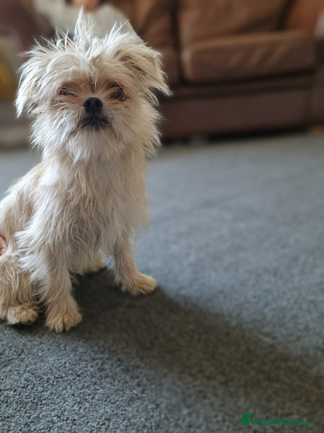 Mixed Breed dogs for sale: Beautiful boys  - Image 5