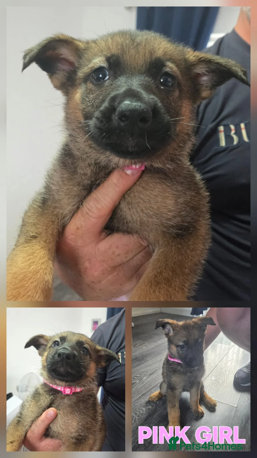 German Shepherd dogs for sale: German shepherd puppy's  - Advert 1