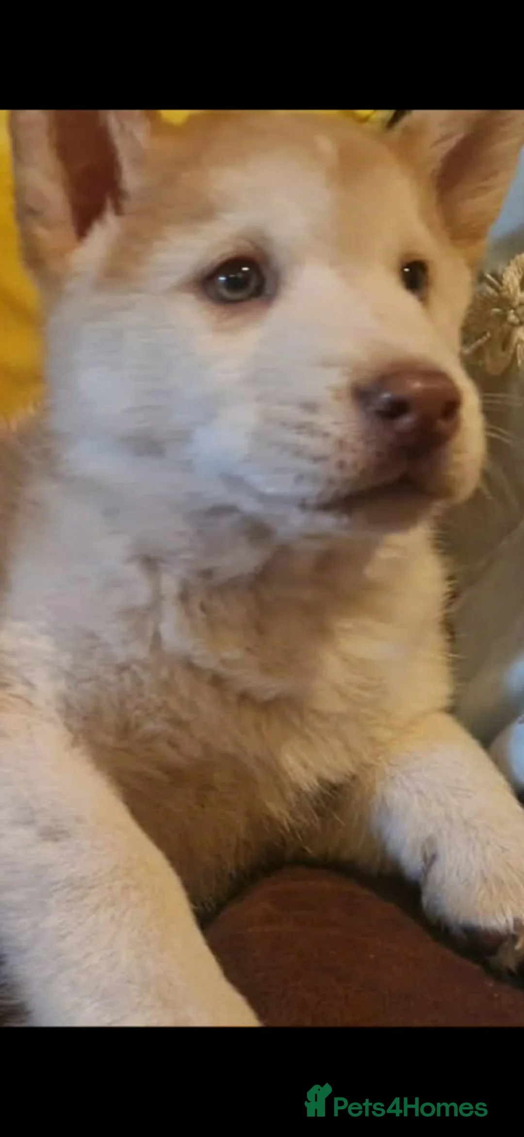 Chow Chow dogs for sale: Beautiful chowski puppies - Advert 2